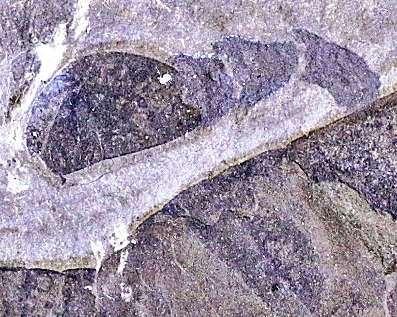 Fossil sjøskorpion (Eurypterus remipes)