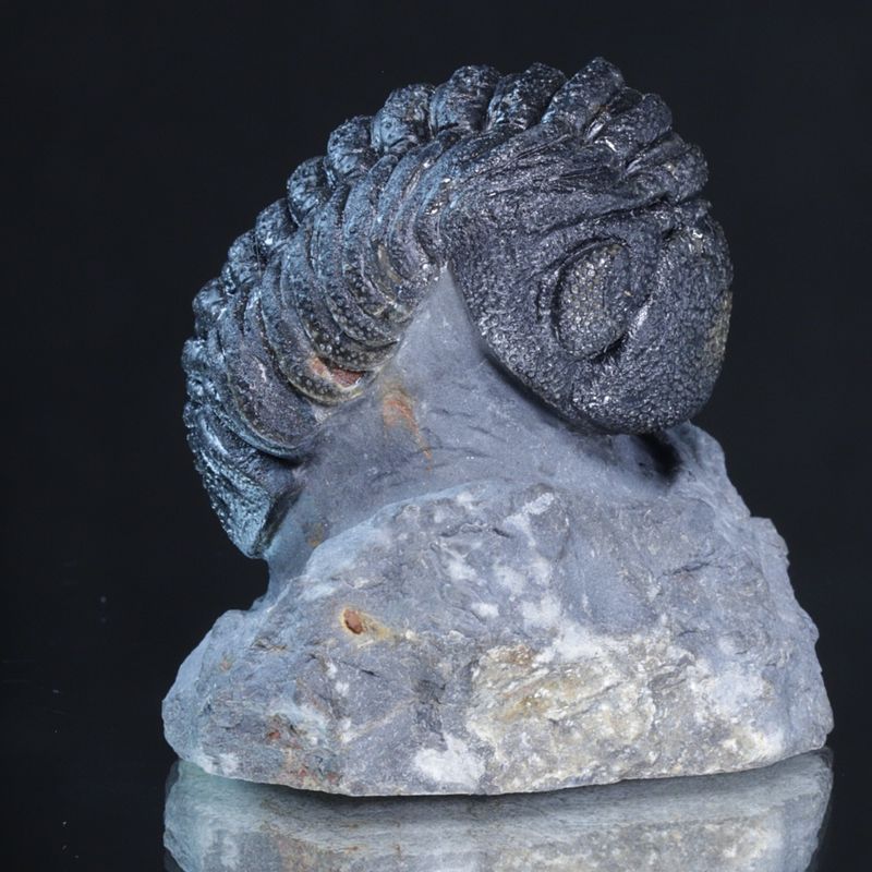 Trilobitt (Morocops forteyi)