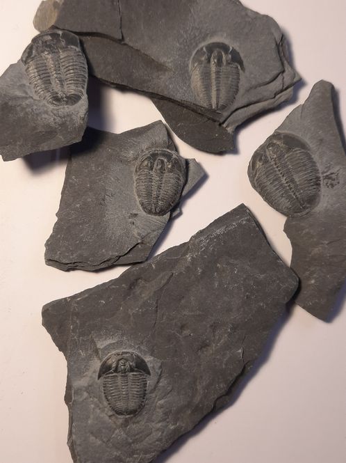 Hovedbilde Trilobittfossil (Elrathia kingii), Utah, USA