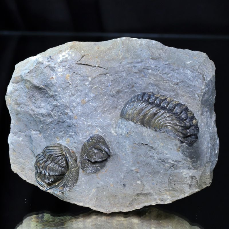 Trilobitter (Morocops forteyi), flere individer, 400 mill. år