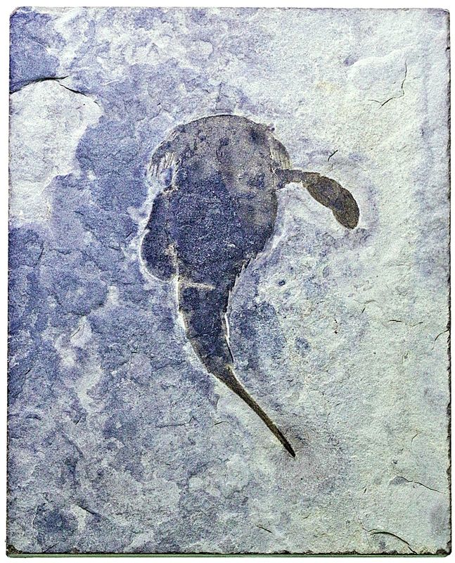 Fossil sjøskorpion (Eurypterus remipes)