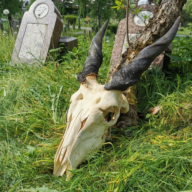 Hovedbilde Eland, skalle med horn (Taurotragus oryx)