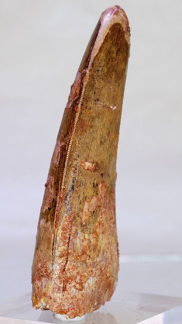 Hovedbilde Diger Carcharodontosaurus-tann! 9,6 cm