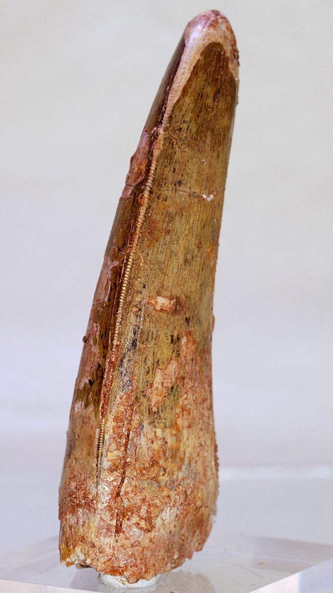 Diger Carcharodontosaurus-tann! 9,6 cm