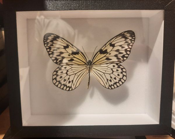 Hovedbilde Rispapirsommerfugl (Idea sp.), ramme: 18 x 15 x 5,4 cm