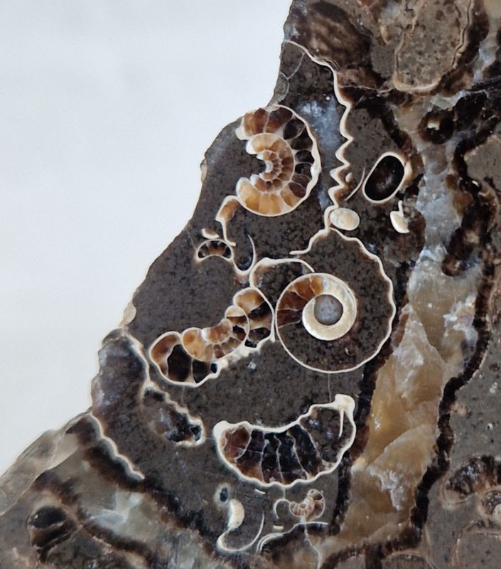 Promicroceras sp. (ammonittplate)