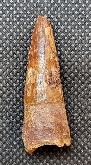 Hovedbilde Spinosaurustann (3,8 cm)