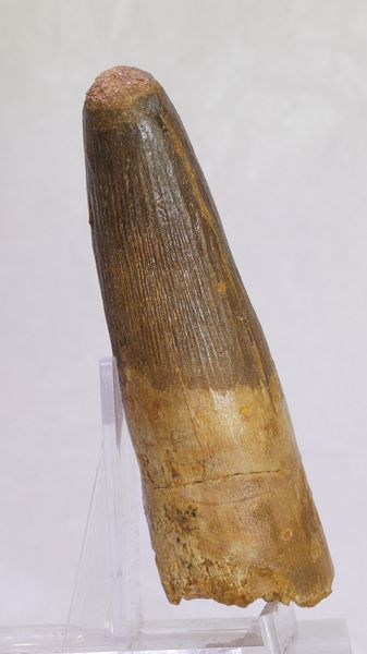 Hovedbilde Pen og diger spinosaurustann i ramme, 10,0 cm