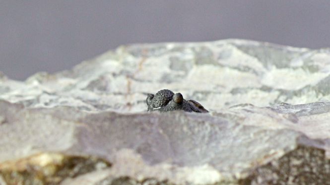 Hovedbilde Trilobitt (Cyphaspis kippingi), nybeskrevet art i 2016!