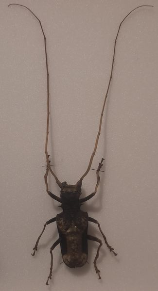 Hovedbilde Diger trebukk (Petrognatha gigas), hann