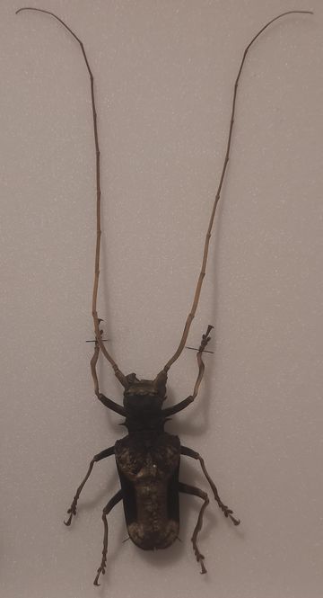 Hovedbilde Diger trebukk (Petrognatha gigas), hann