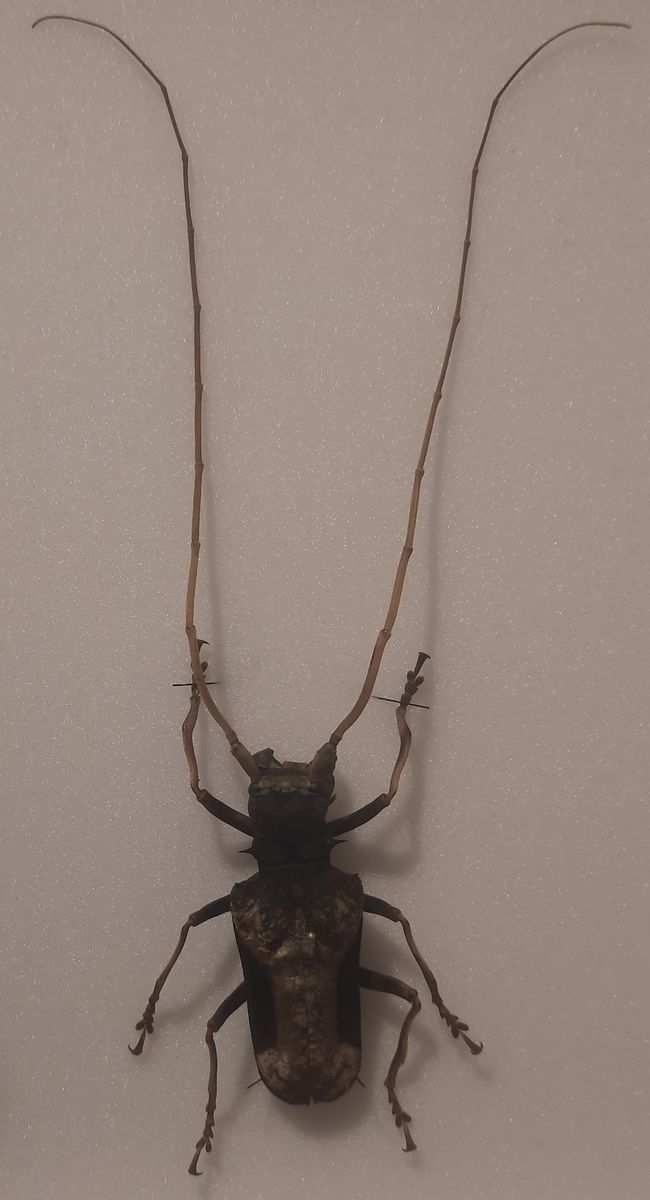 Diger trebukk (Petrognatha gigas), hann