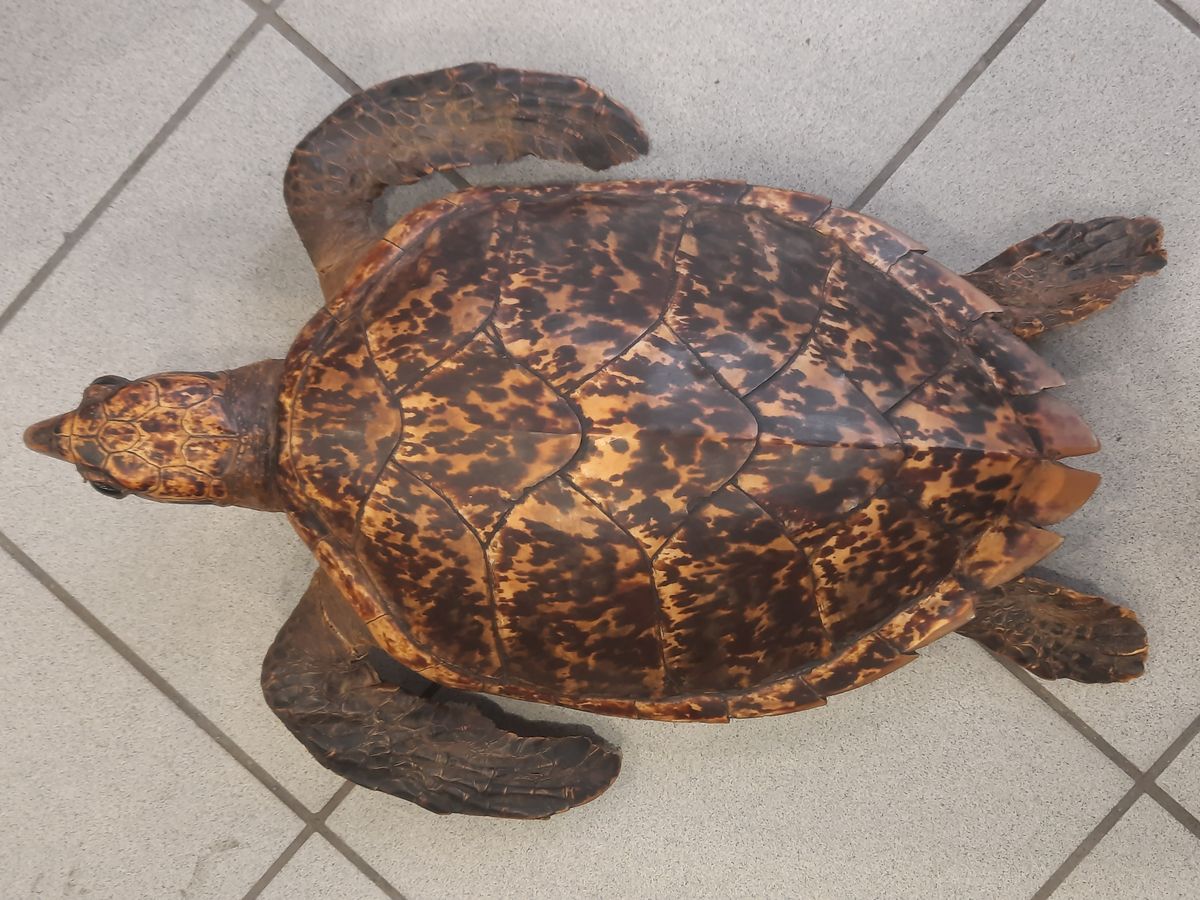 Karettskilpadde (Eretmochelys imbricata), utstoppet