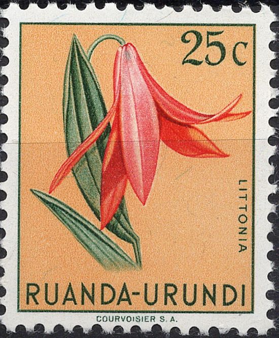 Hovedbilde Blomster og planter, Afrika