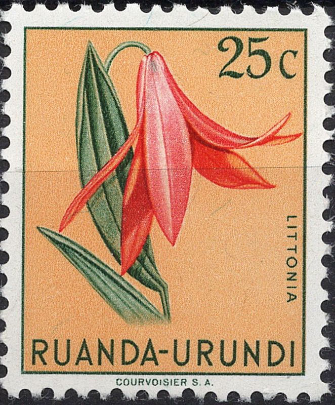 Blomster og planter, Afrika