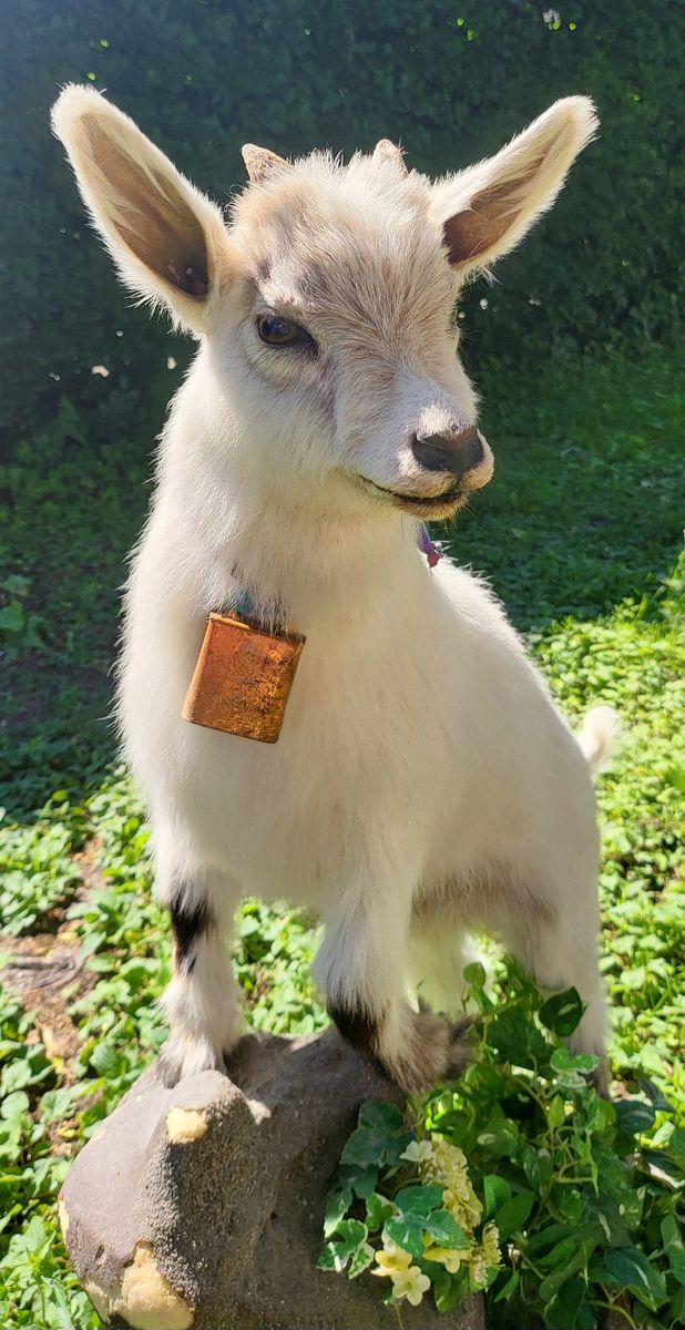 Utstoppet geitekilling (Capra hircus)