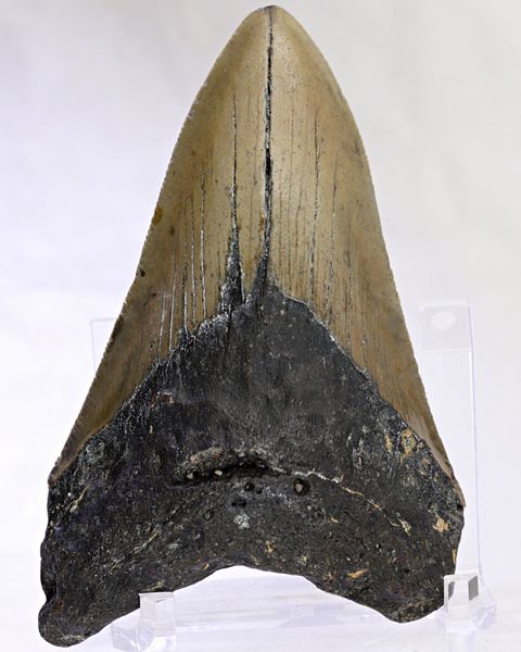 Hovedbilde Megalodon-tann (9,5 cm), South Carolina, USA