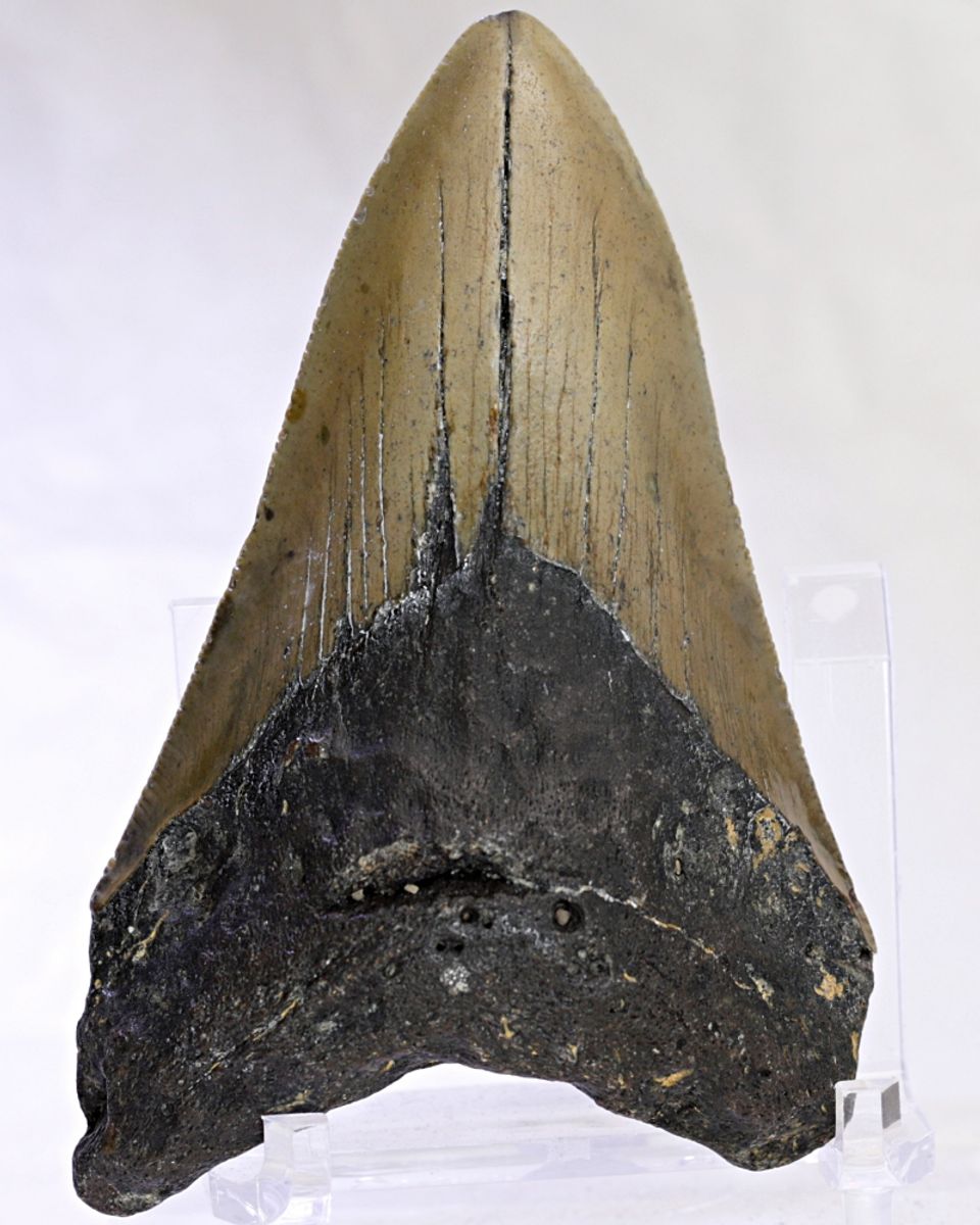 Megalodon-tann (9,5 cm), South Carolina, USA