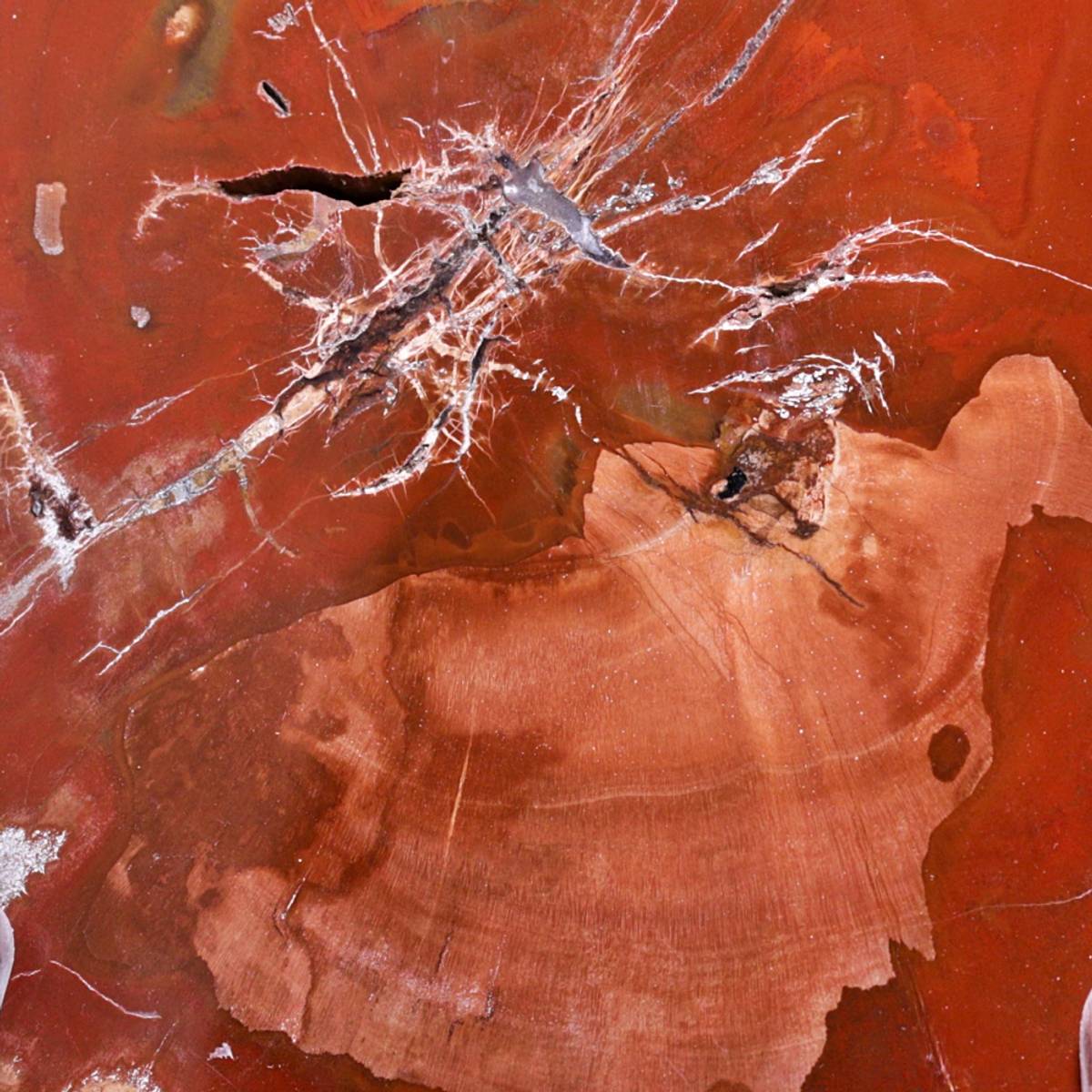 Skive av fossilt tre fra Madagaskar