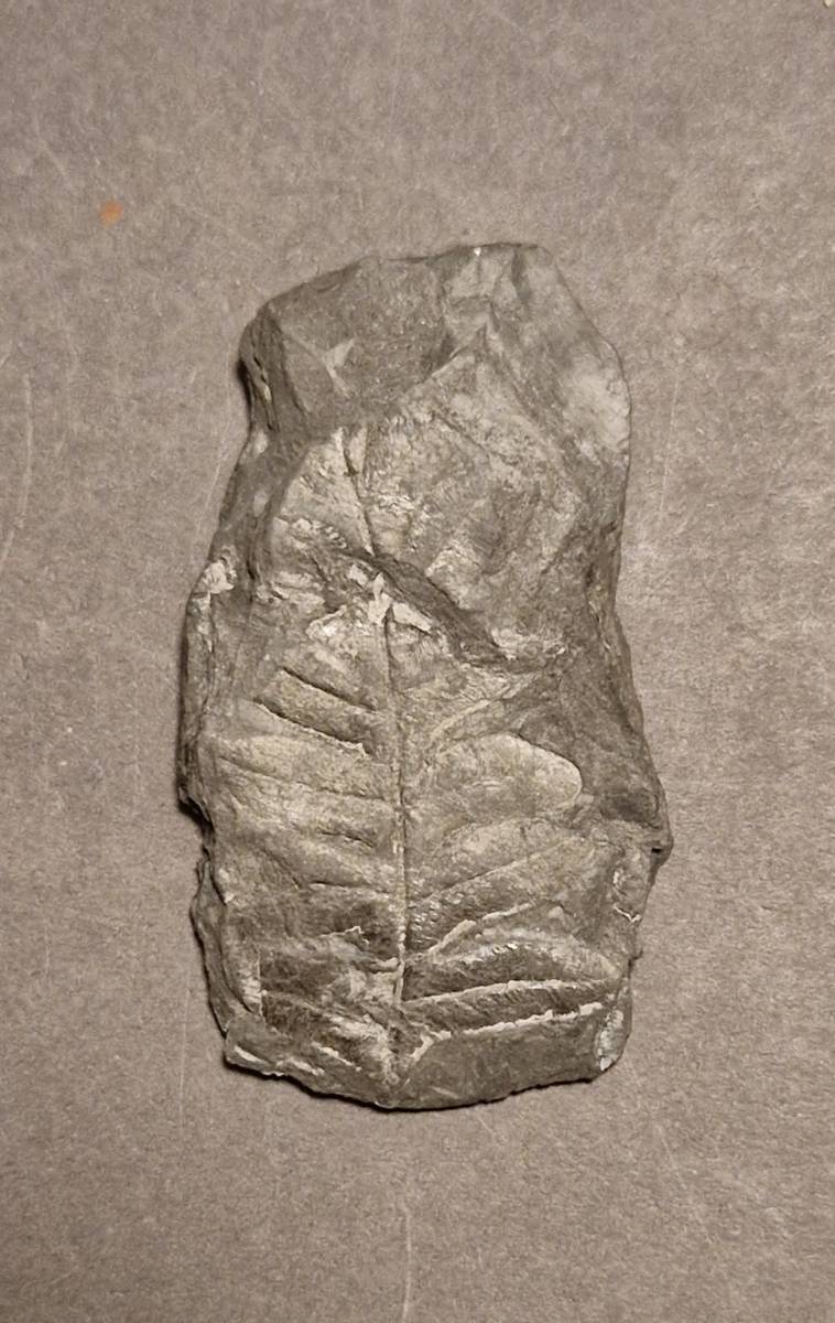 Fossil bregne (minst 300 mill år)