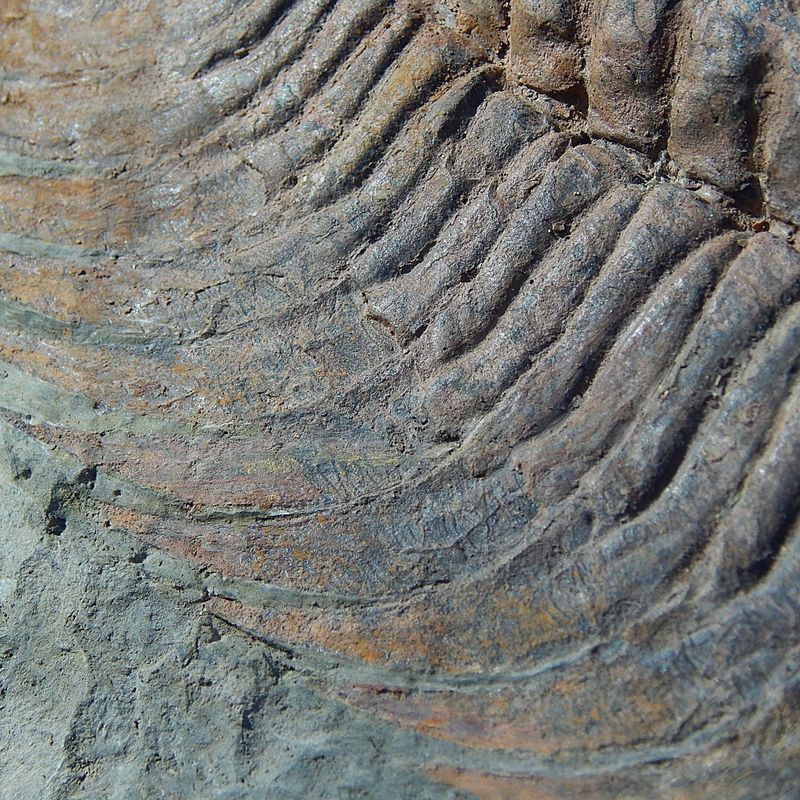 Kjempetrilobitt (Acaparadoxides briareus)