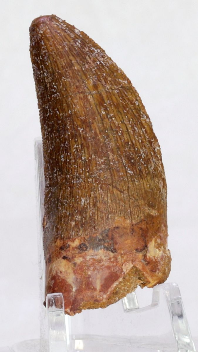 Carcharodontosaurus-tann, 5,1 cm