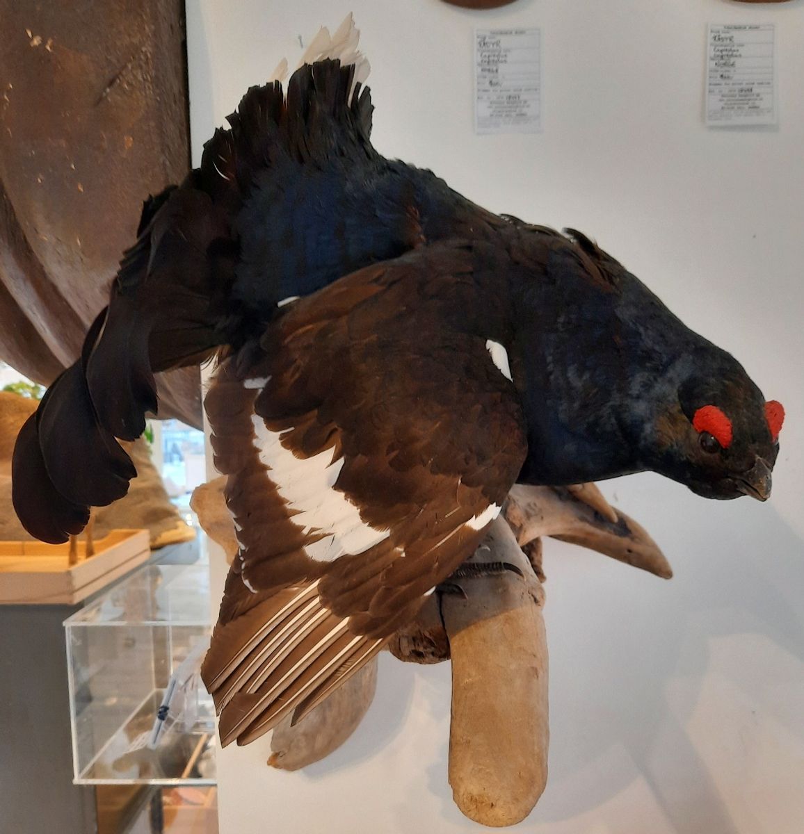 Orrhane (Lyrurus tetrix), utstoppet, veggmontasje