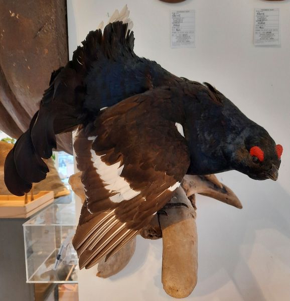 Hovedbilde Orrhane (Lyrurus tetrix), utstoppet, veggmontasje