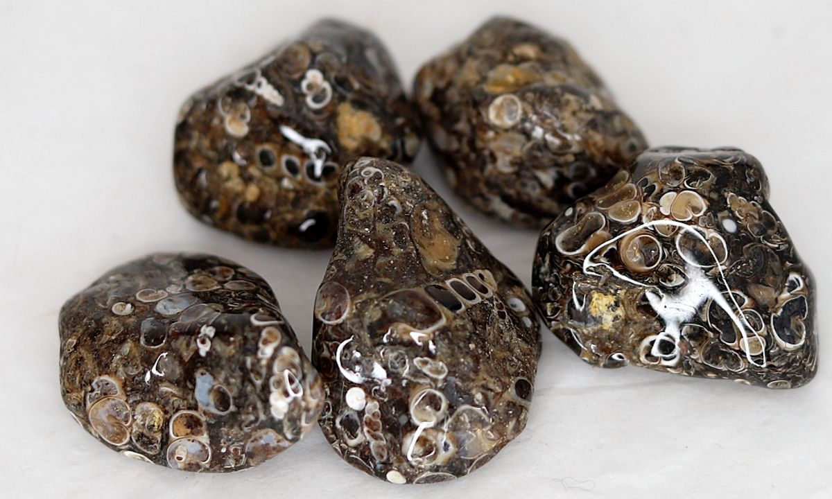 Turitellaagat (med fossile sneglehus), 3 - 4 cm, tromlet