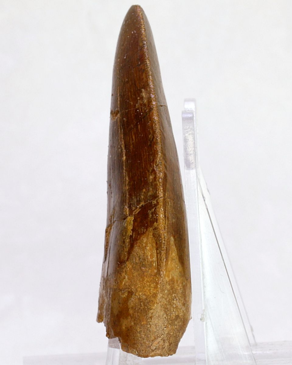Carcharodontosaurus-tann, 6,4 cm
