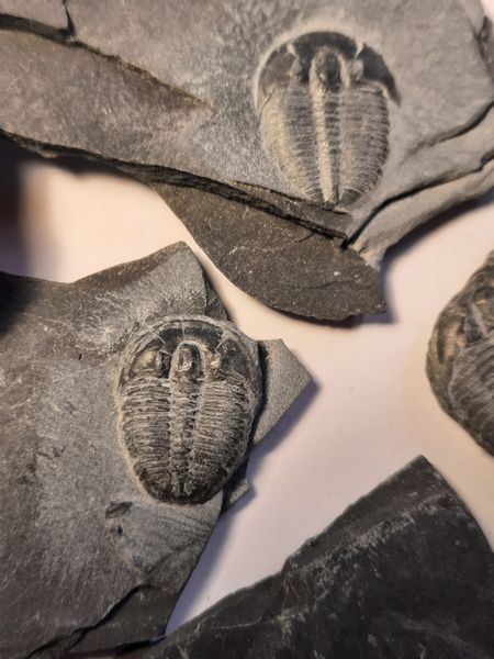 Hovedbilde Trilobittfossil (Elrathia kingii), Utah, USA