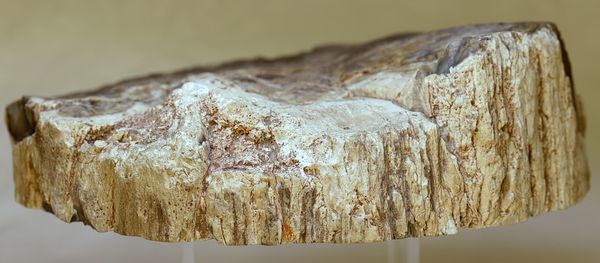 Hovedbilde Skive av fossilt tre, Madagaskar (14 cm), ca. 225 mill. år