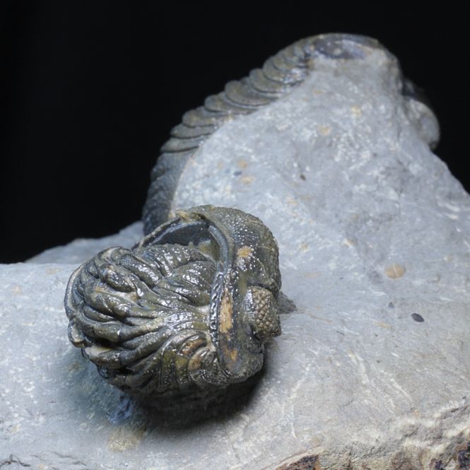 Hovedbilde Trilobitter (Morocops forteyi), flere individer, 400 mill. år