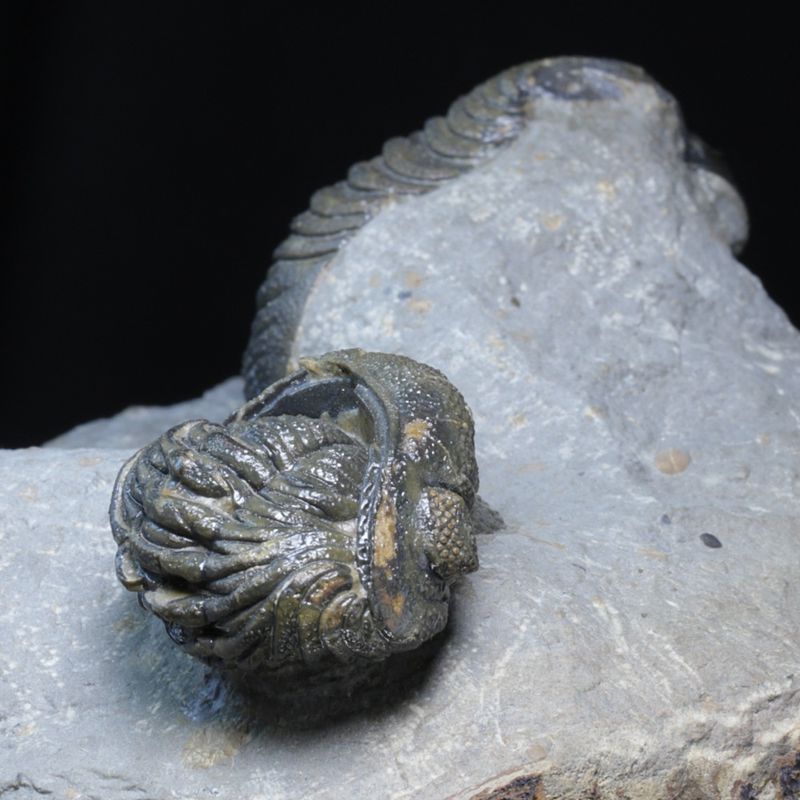 Trilobitter (Morocops forteyi), flere individer, 400 mill. år