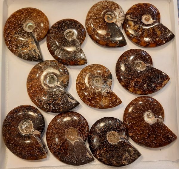 Hovedbilde Fossil ammonitt, polert, tydelige suturlinjer, 110 mill. år