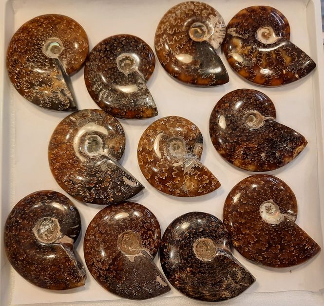 Hovedbilde Fossil ammonitt, polert, tydelige suturlinjer, 110 mill. år