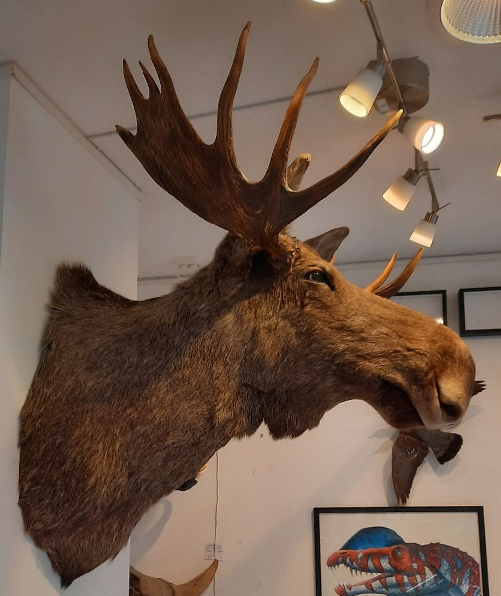 Stort elghode (Alces alces) med 14 tagger