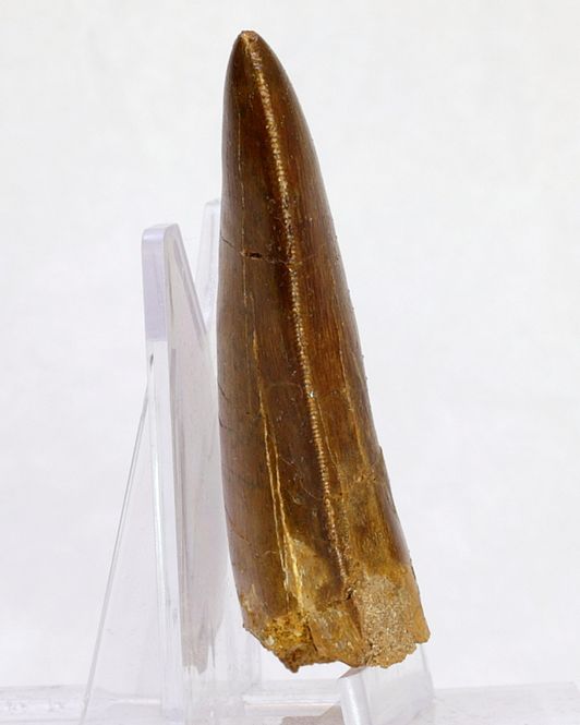 Hovedbilde Carcharodontosaurus-tann, 6,4 cm