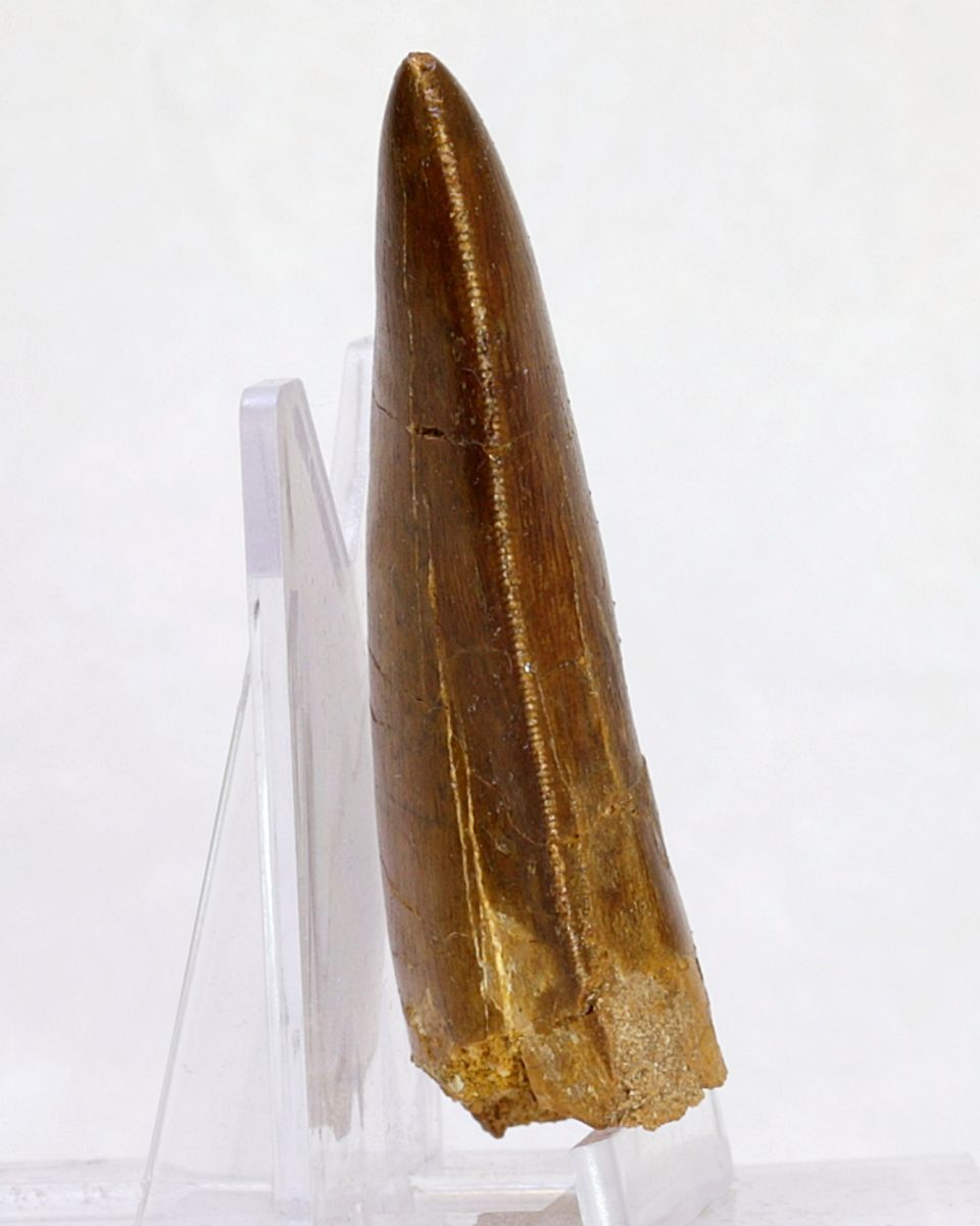Carcharodontosaurus-tann, 6,4 cm