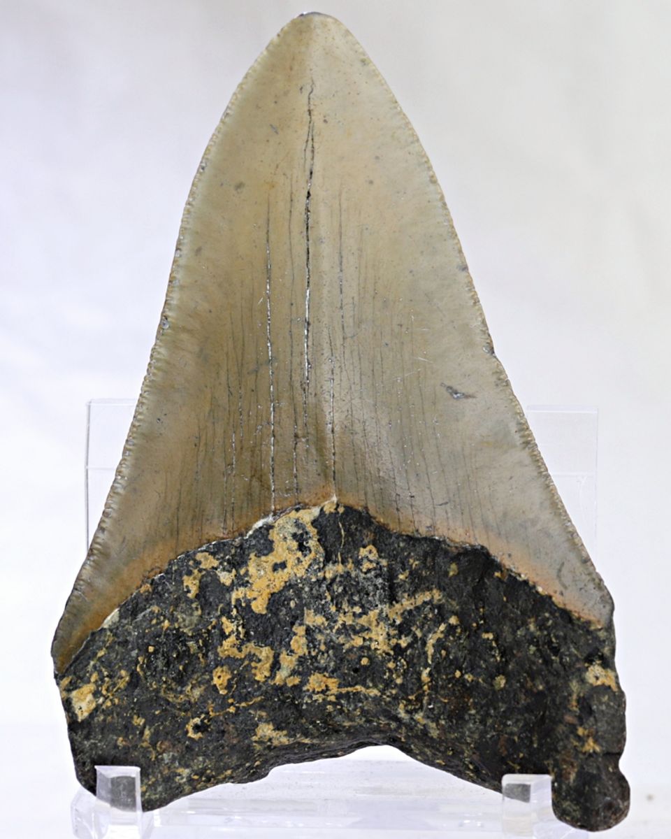 Megalodon-tann (9,5 cm), South Carolina, USA