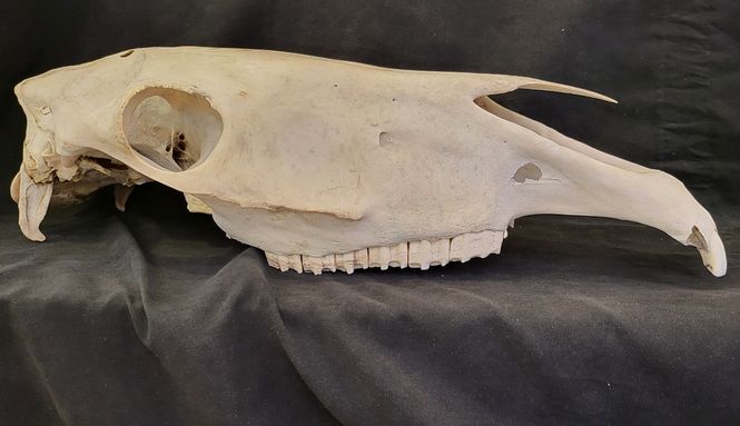 Hovedbilde Hesteskaller, 50-60 cm