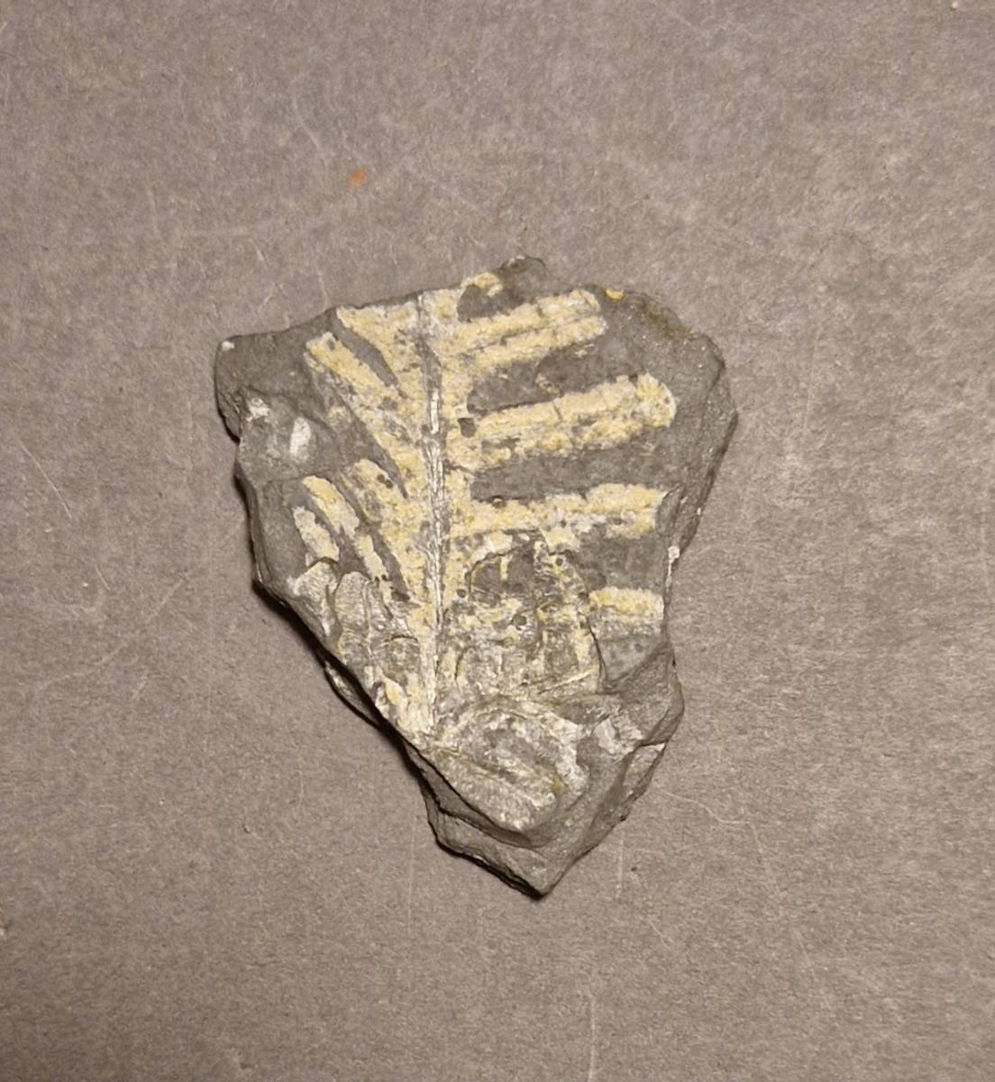 Fossil bregne (minst 300 mill r)