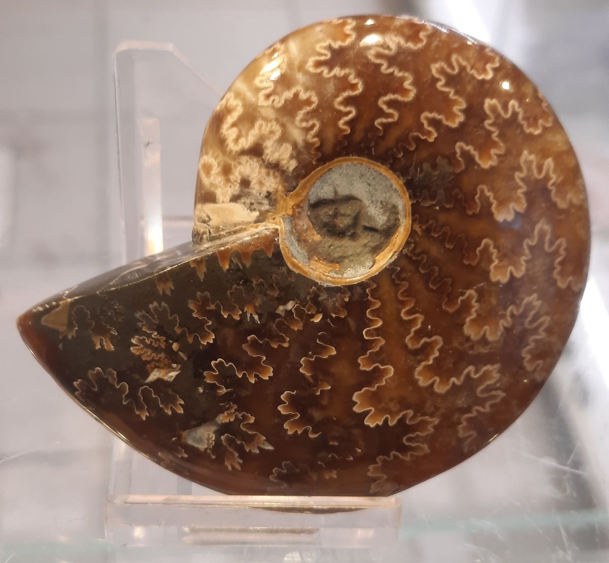 Fossil ammonitt, polert, tydelige suturlinjer, 110 mill. år