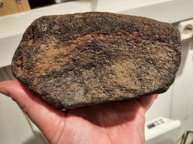 Hovedbilde Ryggvirvel av iguanodontid (ca. 130 mill år)