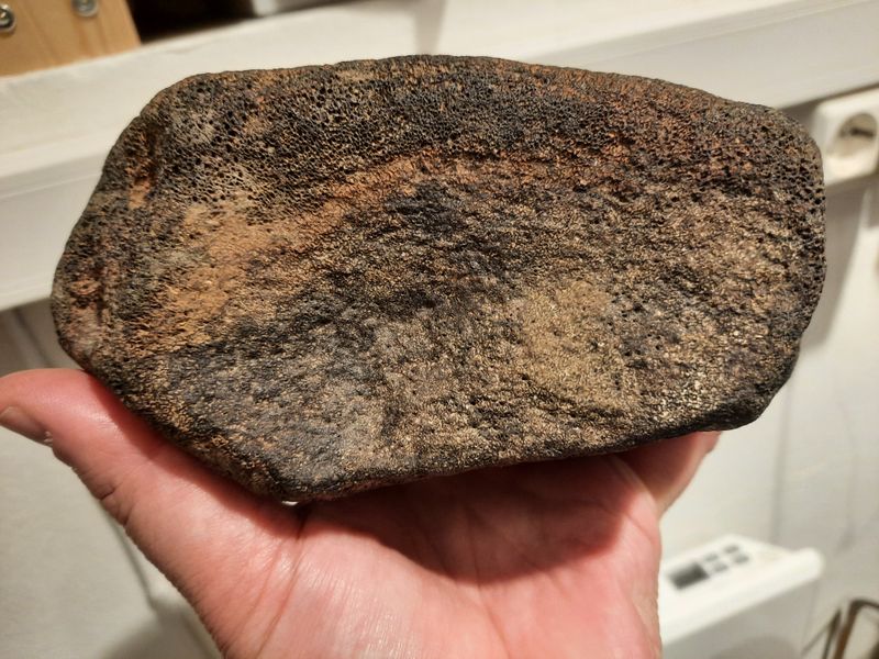 Ryggvirvel av iguanodontid (ca. 130 mill år)