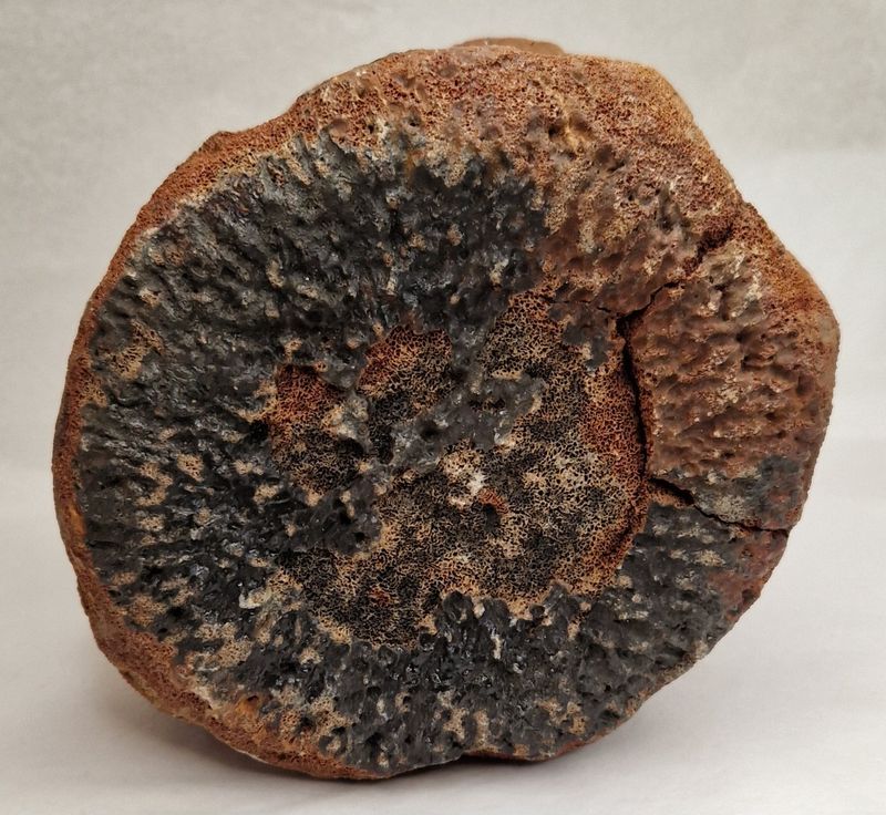 Fossil hvalvirvel (minst 40,000 år)