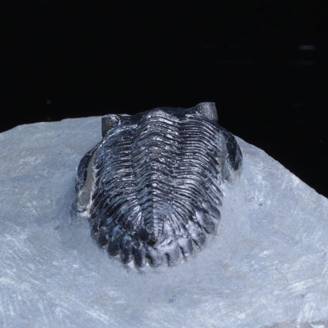 Hovedbilde  Trilobitt (Hollardops sp.), 390 mill år