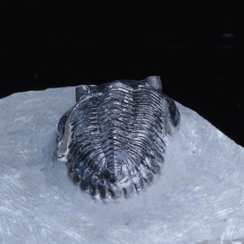  Trilobitt (Hollardops sp.), 390 mill år