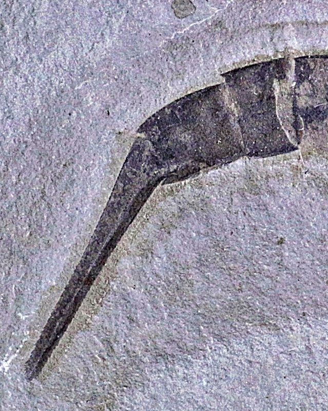 Fossil sjøskorpion (Eurypterus remipes)