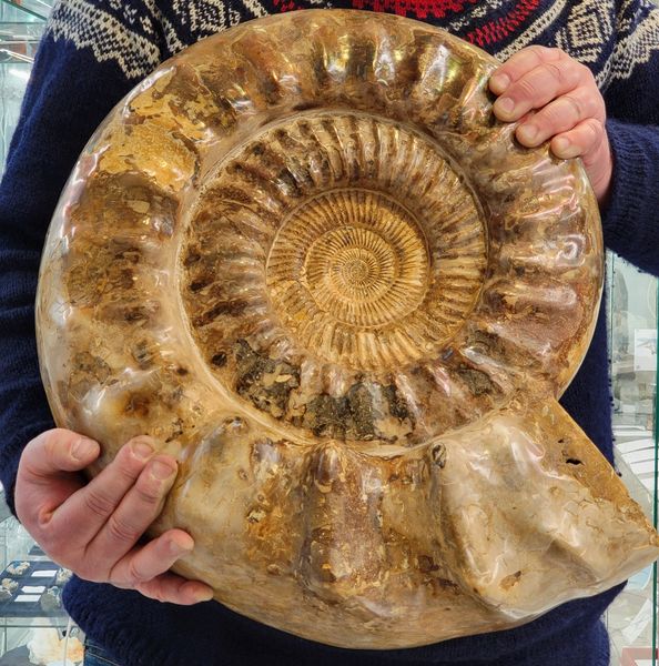 Hovedbilde Kjempeammonitt (Kranaosphinctes sp.)